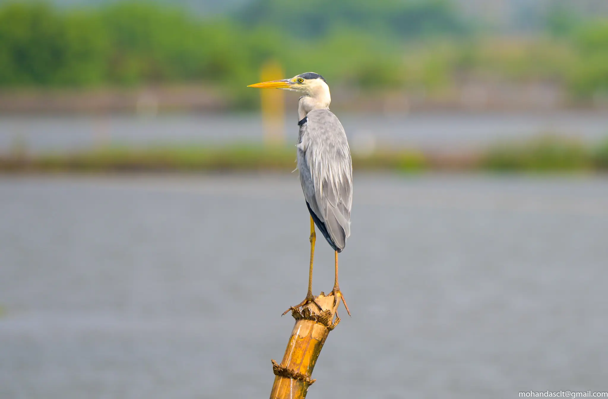 Grey Heron